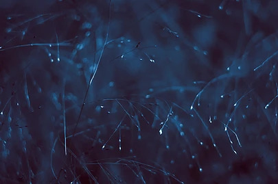 rain-on-branches